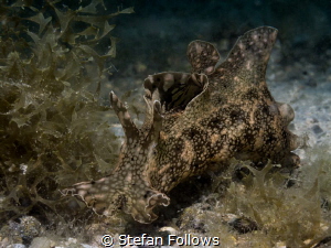 Mad as a March Hare ... Sea Hare -Aplysia parvula. Chalok... by Stefan Follows 